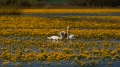 073_Biebrza - kwiecien 2011